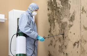 Best Mold Odor Removal Services  in Dalhart, TX